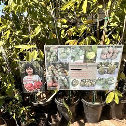 Ong Nursery - Owner was super nice and friendly! Very informative and priced out purchase fairly. Will come back again.
