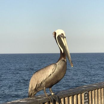 Gulf State Park Pier - Parks Near Me - Gulf Shores, Alabama Gulf State Park Pier - Parks Near Me - Gulf Shores, Alabama
