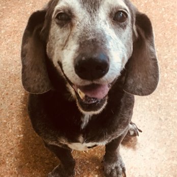 Baker Animal Hospital - Young and old we love them all! Even our grey faced babies love coming to visit us! - Veterinarians Near Me - Baker, Louisiana