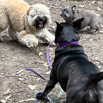 Tailblazers - "Did too!" - Dog Walkers Near Me Tailblazers - "Did too!" - Dog Walkers Near Me