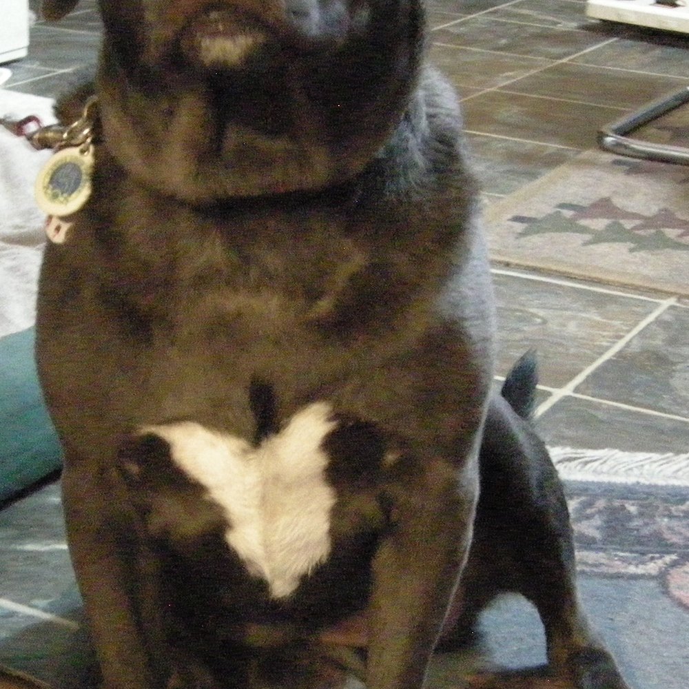 Jackson Creek Veterinary Clinic - Ophelia LOVES the staff at Jackson Creek! :) - Veterinarians Near Me - Jackson, California Jackson Creek Veterinary Clinic - Ophelia LOVES the staff at Jackson Creek! :) - Veterinarians Near Me - Jackson, California
