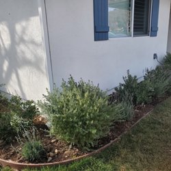Saticoy Nursery - Little olie, Spanish lavender, and westringia grey boxes