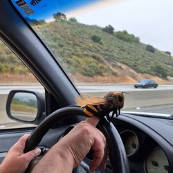 The Huntington Store - Folkmanis bee finger puppet from Huntington store
