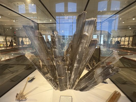 The Harvard Museum of Natural History by null