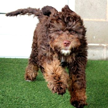 EllsWORTH Labradoodles - We raise multi-generational Australian Labradoodle puppies and are Gold and Silver Paw members of the ALAA! Give us a call today! - Pet Breeders Near Me EllsWORTH Labradoodles - We raise multi-generational Australian Labradoodle puppies and are Gold and Silver Paw members of the ALAA! Give us a call today! - Pet Breeders Near Me