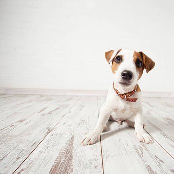 Temple Johnson Flooring - a dog sitting on the floor - Flooring Near Me - Oklahoma City, Oklahoma Temple Johnson Flooring - a dog sitting on the floor - Flooring Near Me - Oklahoma City, Oklahoma