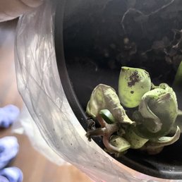 Dead plant. :(