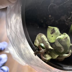 Cottage Farms Direct - Dead plant. :(