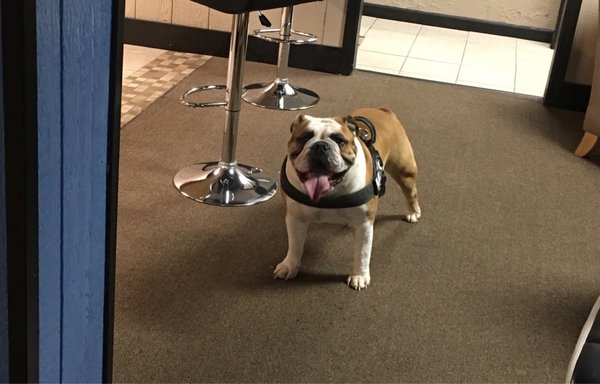 Fox Veterinary Hospital Inc