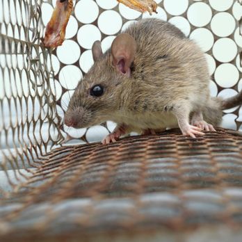 Rodent Proofing - Rat & Mice Removal Services - Pest Control Near Me - San Francisco, California Rodent Proofing - Rat & Mice Removal Services - Pest Control Near Me - San Francisco, California