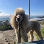 Photo of John's Pet Grooming