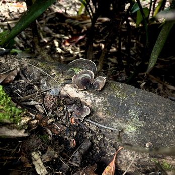 Kona Cloud Forest Sanctuary - Mushrooms - Walking Tours Near Me - Kailua-Kona, Hawaii