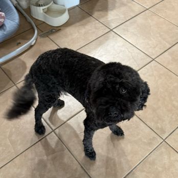 Dippity Do Dog - Pet Groomers Near Me - Chandler, Arizona Dippity Do Dog - Pet Groomers Near Me - Chandler, Arizona
