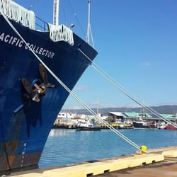 MV Pacific Collector - Stbd bow