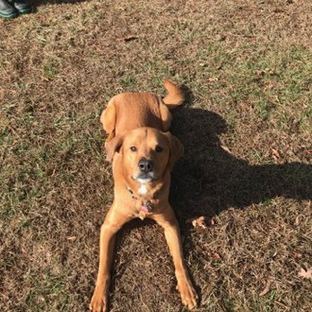 Broughton's Boarding Kennels - Pet Boarding Near Me - Midlothian, Virginia