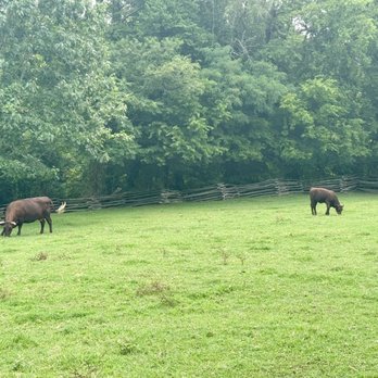 Colonial Williamsburg - Cattle - Tours Near Me - Williamsburg, Virginia
