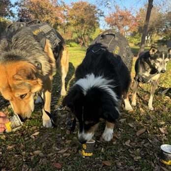 Better Buzz Coffee Placentia - The humans enjoyed their drinks and dogs enjoyed their pup cups - Coffee & Tea Near Me - Placentia, California Better Buzz Coffee Placentia - The humans enjoyed their drinks and dogs enjoyed their pup cups - Coffee & Tea Near Me - Placentia, California