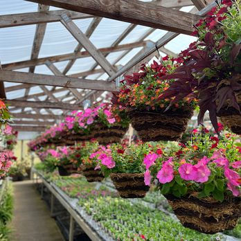 Mazzocca's Greenhouse - Nurseries & Gardening Near Me - Massillon, Ohio