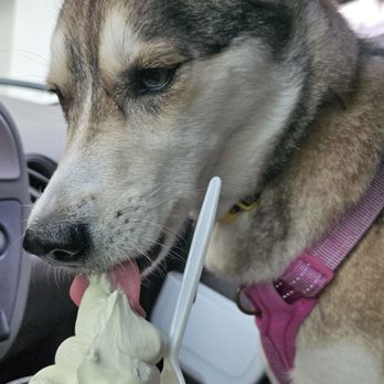 Snowtime - My dog loves the vanilla soft serve!!! - Desserts Near Me - Campbell, California