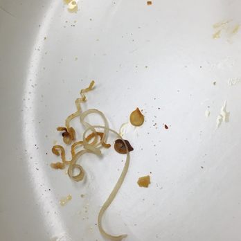 Mountain Mike's Pizza - The rubberband that was baked into the pizza. - Pizza Near Me - Benicia, California