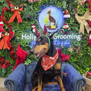 Hollywood Pet Center - Pet Stores Near Me - Burbank, California Hollywood Pet Center - Pet Stores Near Me - Burbank, California