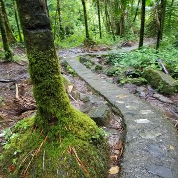 El Yunque Rainforest - Hiking Near Me - Luquillo, Puerto Rico
