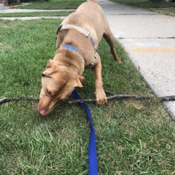 Chicago Canine Rescue - Animal Shelters Near Me - Chicago, Illinois