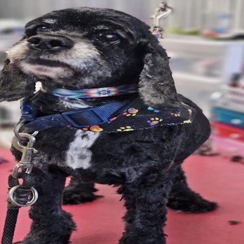 Mutt Hut Dog Grooming - Pet Groomers Near Me - Muscatine, Iowa Mutt Hut Dog Grooming - Pet Groomers Near Me - Muscatine, Iowa