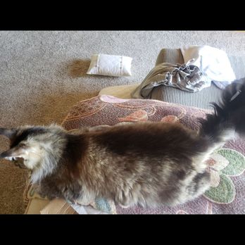 Cats Paradise - Pet Breeders Near Me