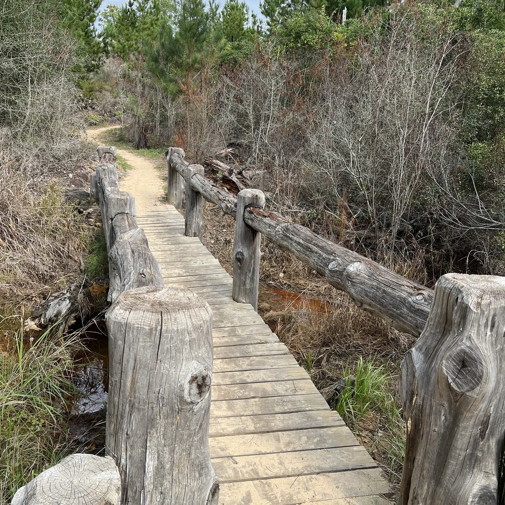 Bastrop State Park - Parks Near Me - Bastrop, Texas