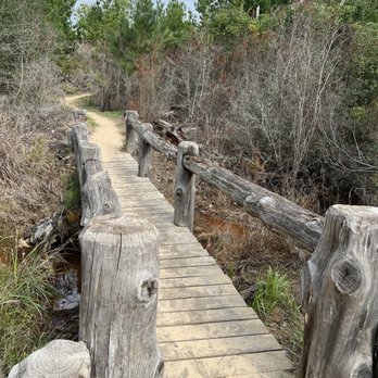Bastrop State Park - Parks Near Me - Bastrop, Texas