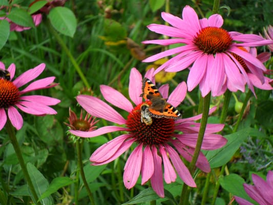 The Bishop's Palace & Gardens by null