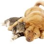 Photo of Big Sky Dogs