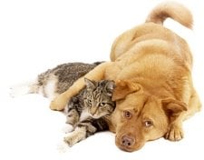 Big Sky Dogs - pet boarding facility in Pasadena, CA
