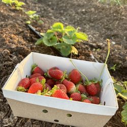 Organically Yours Farms And Gardens - They just opened! Strawberries $10/basket (organic, u-pick)