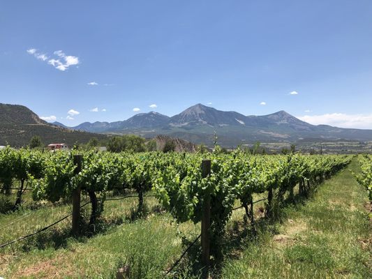 Stone Cottage Cellars