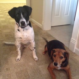 Dogs are happy too!