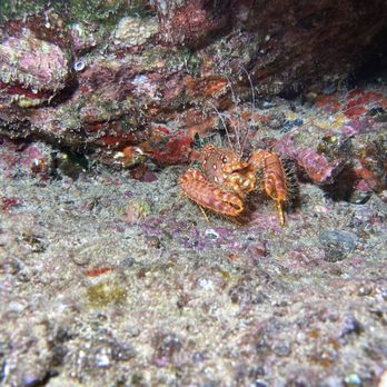 Oahu Travel Divers - Night dive! - Scuba Diving Near Me
