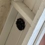 Photo of Adios Pest Control