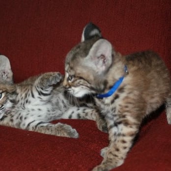 Project Survival's Cat Haven - Whirlpool & Maytag, baby bobcats - Zoos Near Me - Dunlap, California
