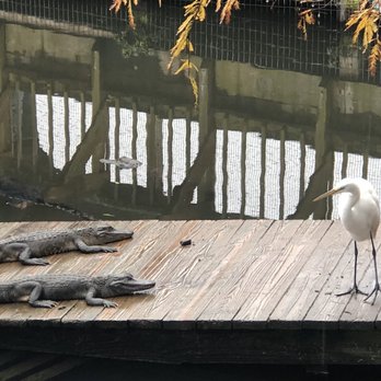 Gatorland - Zoos Near Me - Orlando, Florida