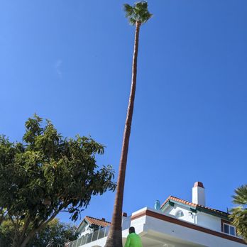 Roger's Tree Service - Tree Services Near Me Roger's Tree Service - Tree Services Near Me