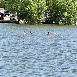 Hide Away Lakes - Spring brings Canadian visitors. HideAway Lakes, Texas