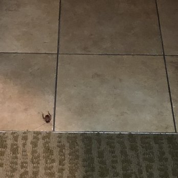 Bahia Resort Hotel - Big ass cockroach - San Diego, CA