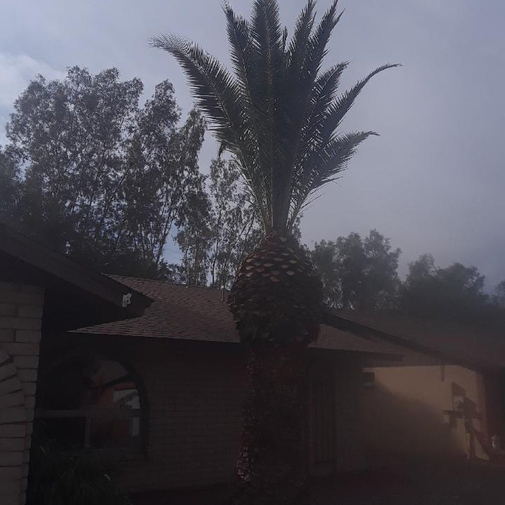 God's Garden Landscaping - After pruning - Tree Services Near Me God's Garden Landscaping - After pruning - Tree Services Near Me
