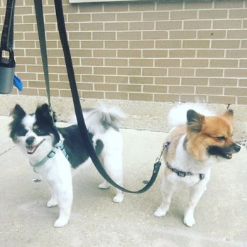 Marie's Pet Grooming - Pet Groomers Near Me - Chicago, Illinois