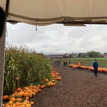 Laity Pumkin Patch - a field of pumpkins - Farmers Market Near Me - Maple Ridge, British Columbia Laity Pumkin Patch - a field of pumpkins - Farmers Market Near Me - Maple Ridge, British Columbia