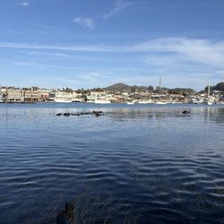 Rock Kayak - Sea Otters