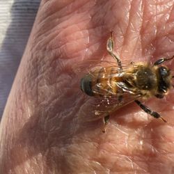 US Post Office - Bees