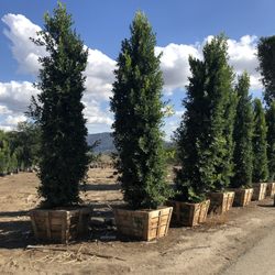 Mejias Nursery